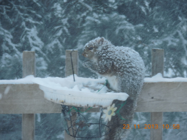 Snowy Squirrel Thamesford, Ontario Canada