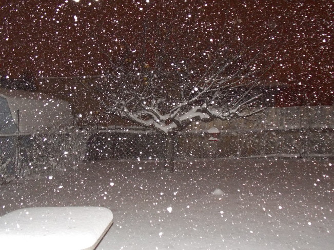 Snowflakes Galore! London, Ontario Canada