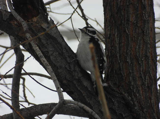 cool little black and white bird.Down by the creek at confederation park Calgary, Alberta Canada