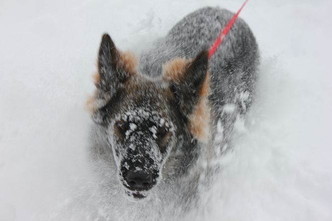 Snow Dog St. Thomas, Ontario Canada