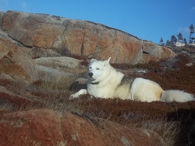 Nukka Enjoying The Sun Birchy Bay, Newfoundland and Labrador Canada