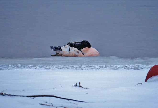 Male Common Merganser sleeps in icy water. North Bay, Ontario Canada