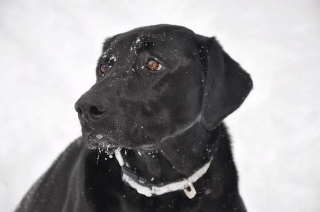 Snow Dog London, Ontario Canada