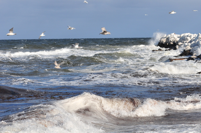 The seagulls are having a great time. Cap-Pele, New Brunswick Canada