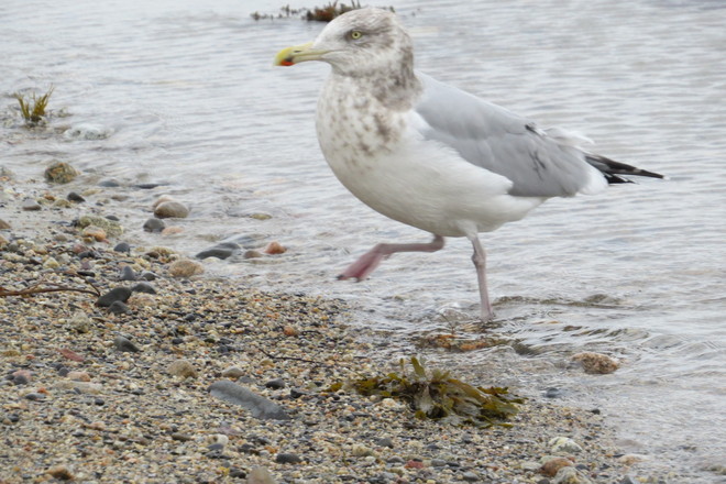 "Gully", Herring Gull Walking Ashore Chester, Nova Scotia Canada