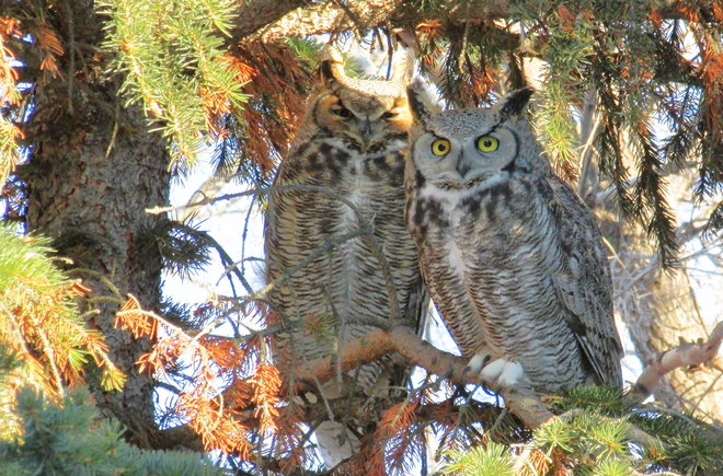 Owls Portrait Swift Current, Saskatchewan Canada