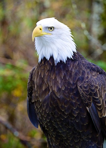 Bald eagle Harrison Mills, British Columbia Canada