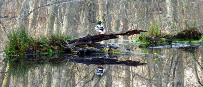 Mallard on the pond by the Freshwater Fish Hatchery Duncan, British Columbia Canada