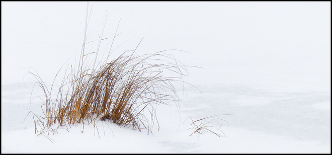 Sheriff Creek, frozen grass on the pond. Elliot Lake, Ontario Canada