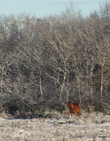 horse in snow Brandon, Manitoba Canada