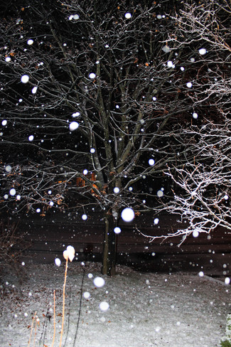 Snowing Bowmanville, Ontario Canada