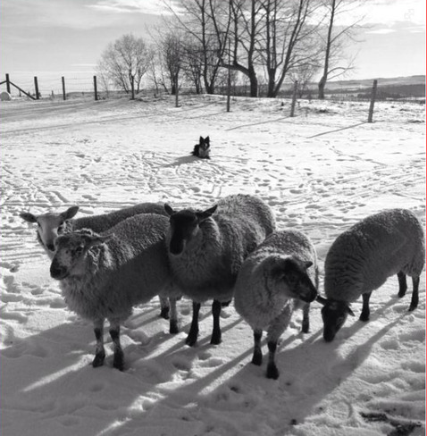 Great Weather for Sheep-ing! Okotoks, Alberta Canada