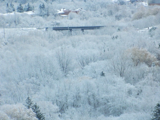 Snow Trees 