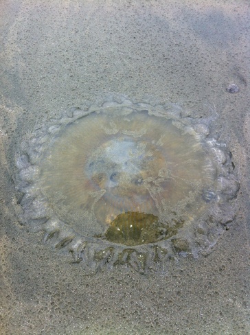 jellyfish Tofino, British Columbia Canada