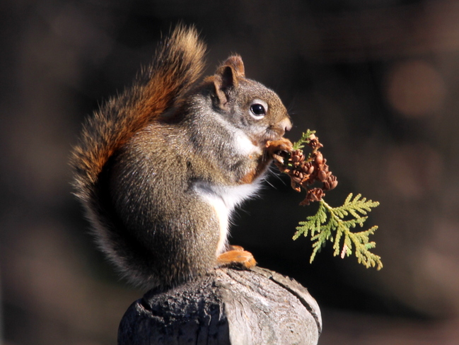 Red Squirrel Having Take Out Lunch! Fergus, Ontario Canada