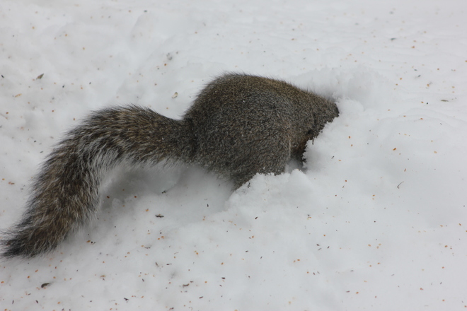 That nut has to be in here somewhere! Brockville, Ontario Canada