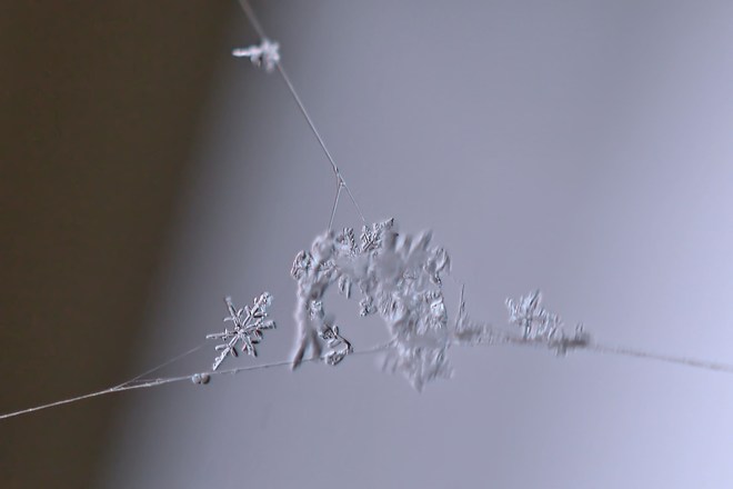 Snowflakes in a Web Macro Goderich, Ontario Canada