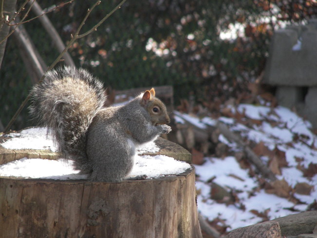 Squirrel Barrie, Ontario Canada