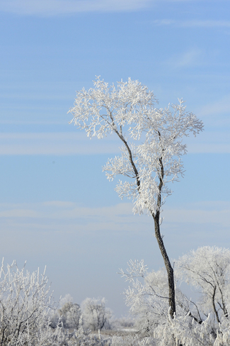 Love that frost. Brooks, Alberta Canada