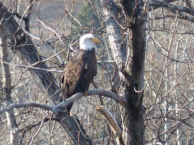 Bald eagle Grand Forks, British Columbia Canada