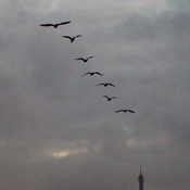 cormorans allant visiter la Tour Eiffel