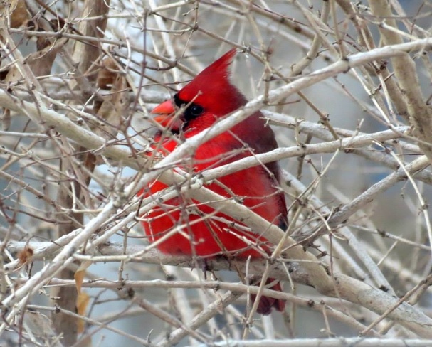 Cardinal Norwich, Ontario Canada