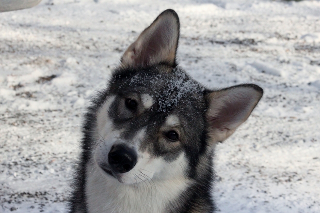 Trigger's first experience with Snow Arnprior, Ontario Canada