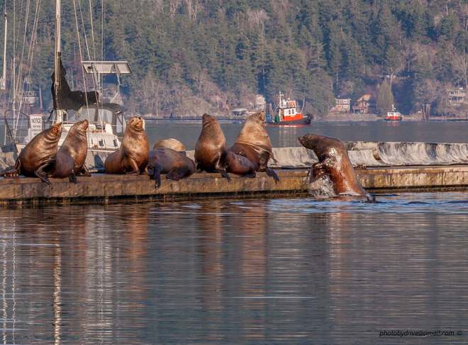 Sea Lion Cowichan Bay, British Columbia Canada