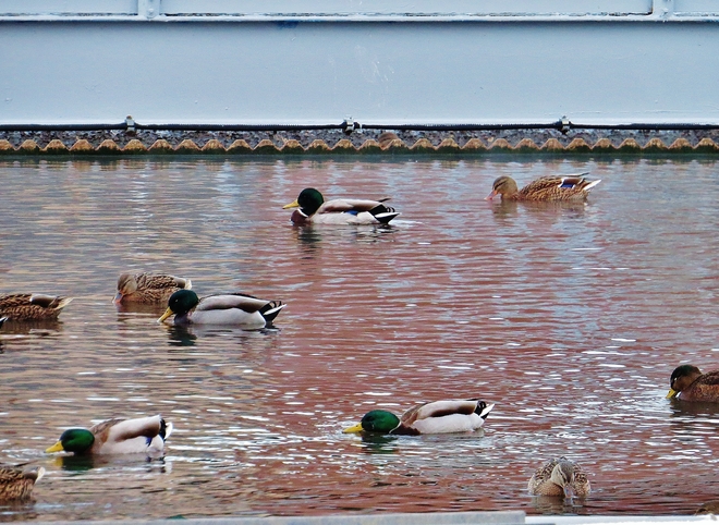 Ducks hiding out in 'public spa'. North Bay, Ontario Canada