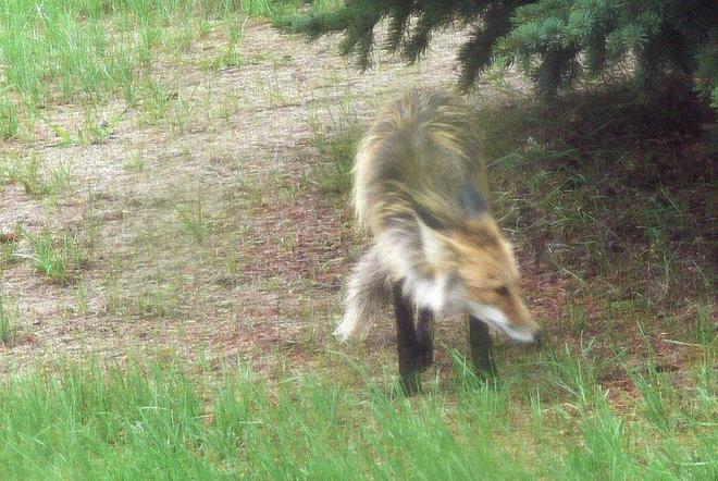 Fox Killarney, Manitoba Canada