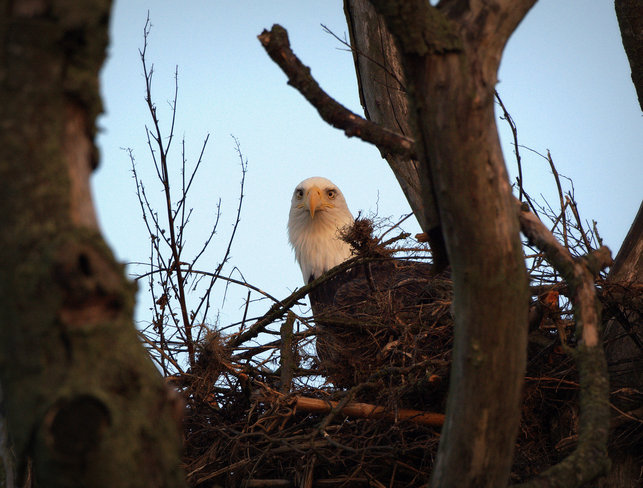 Bodacious Bald Eagle's Nest Delta, British Columbia Canada