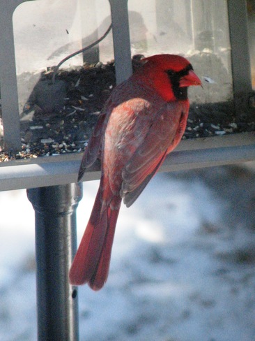 Cardinals Oshawa, Ontario Canada