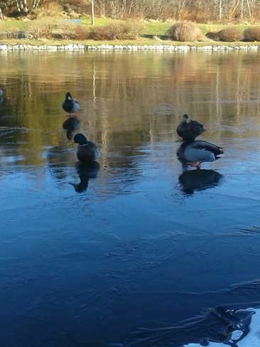 Ducks on ice 