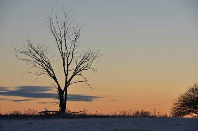 Lone Elm at dawn Erin, Ontario Canada