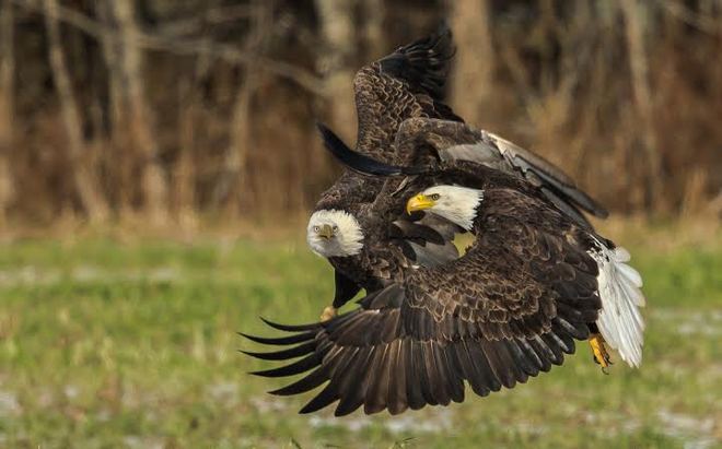 Friendly Encounter - Bald Eagles Wallace, Nova Scotia Canada