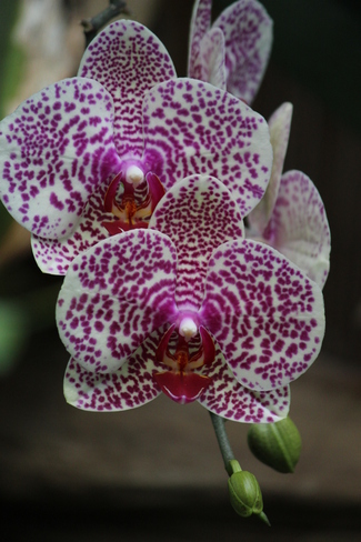 Orchids Toronto, Ontario Canada