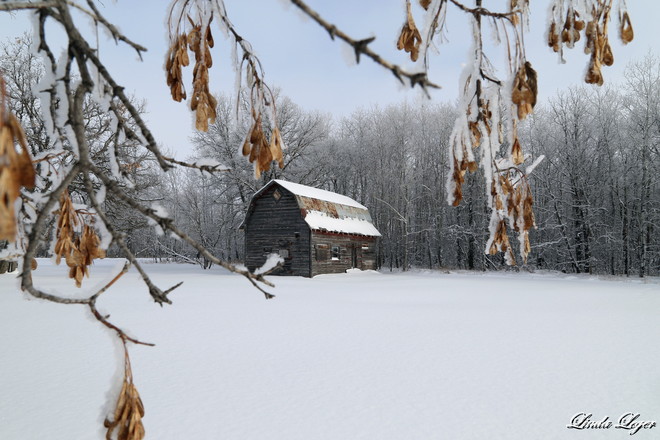 A Winter Coating Oakbank, Manitoba Canada