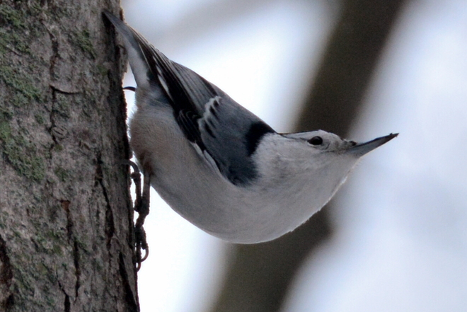 White Breasted Nuthatch Delhi, Ontario Canada
