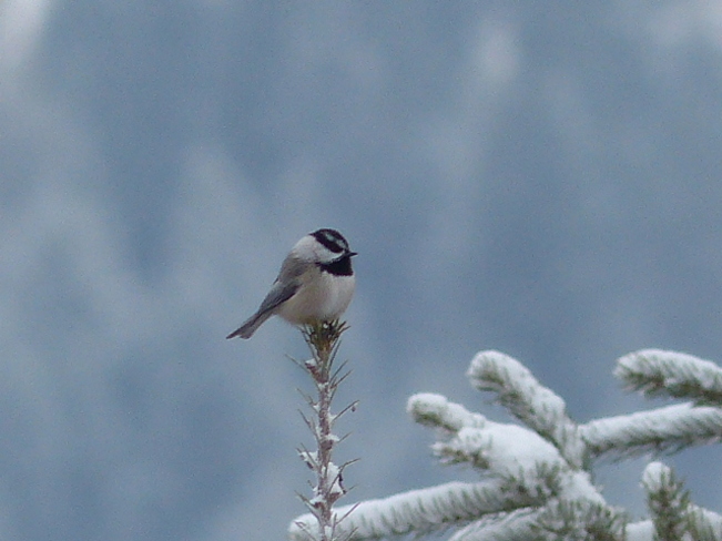 chickadee Grand Forks, British Columbia Canada