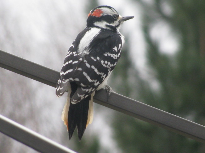 Male Downy woodpecker Pembroke, Ontario Canada