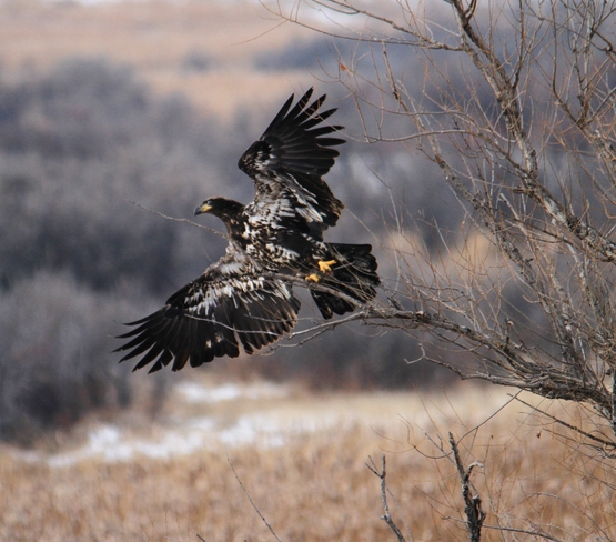 golden eagle Brooks, Alberta Canada