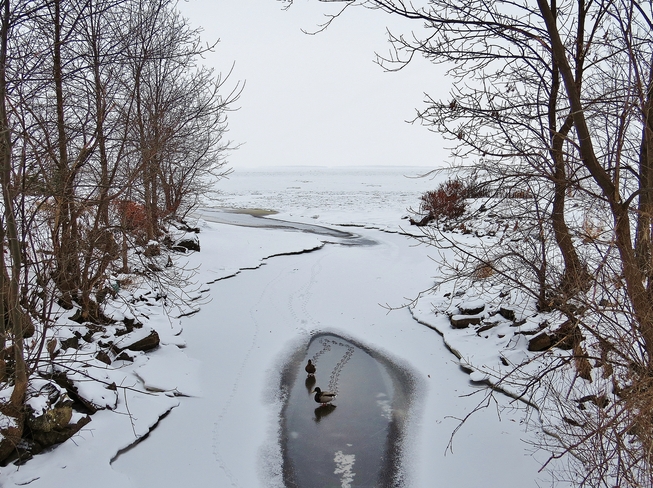 Ducks tread lightly on Chippewa Creek. North Bay, Ontario Canada