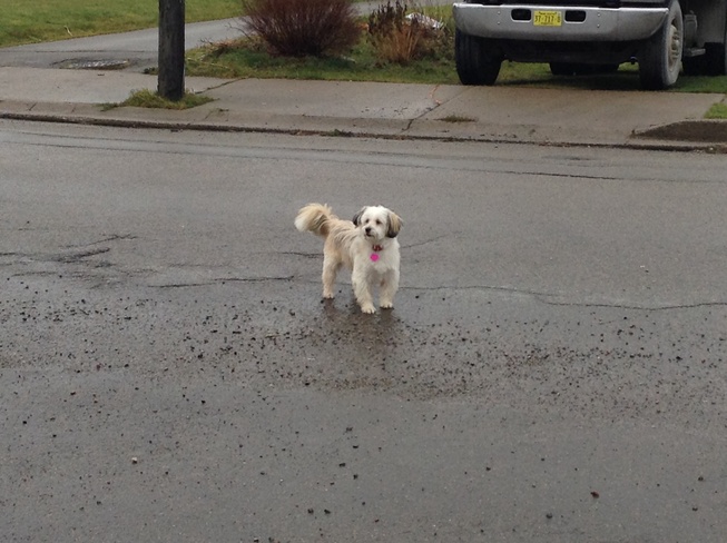 Little white dog enjoying Rain Sydney, Nova Scotia Canada