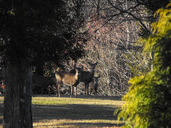 Deers in the backyard Quispamsis, New Brunswick Canada