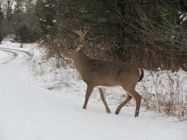 Buck at Presquile Park Brighton, Ontario Canada