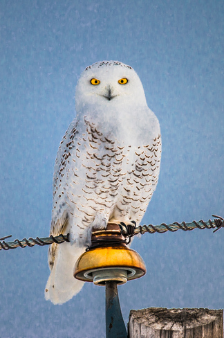 Snowy owl Sherwood Park, Alberta Canada