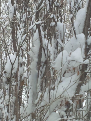 More Snowy Hedge Shaunavon, Saskatchewan Canada