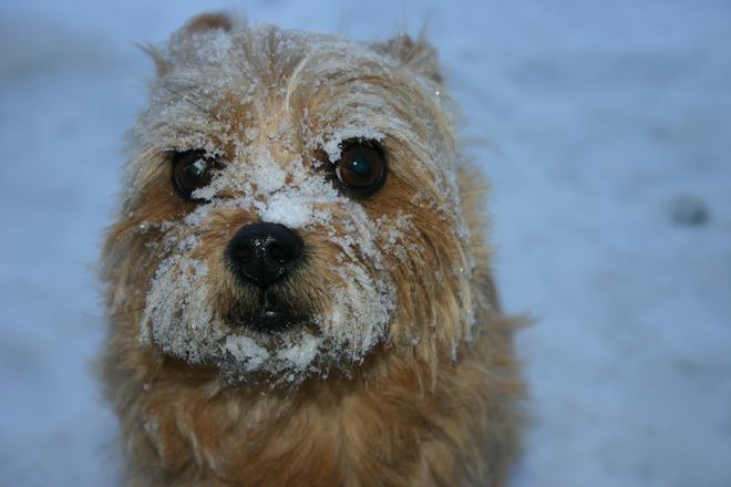 Abby loves the snow. Renfrew, Ontario Canada