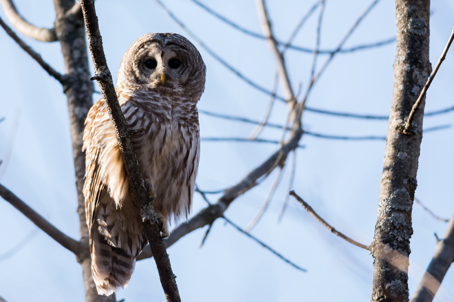 Barred Owl watches Juvenile Northern Goshawk Kingston, Ontario Canada