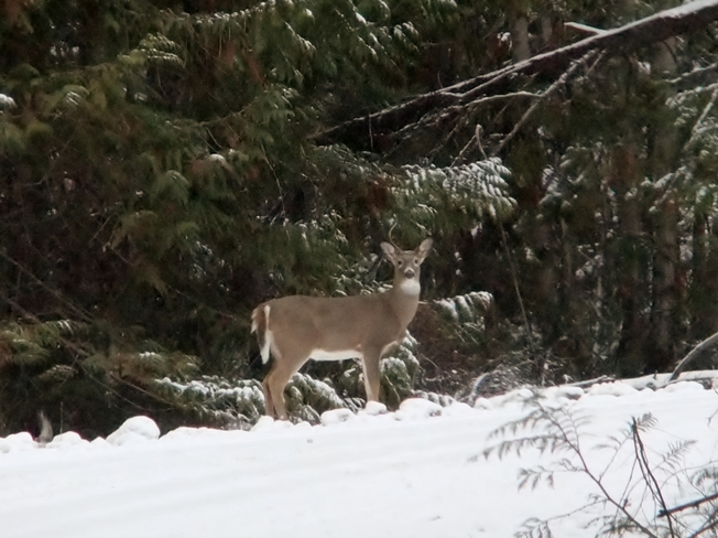 deer on the log road Fauquier, British Columbia Canada
